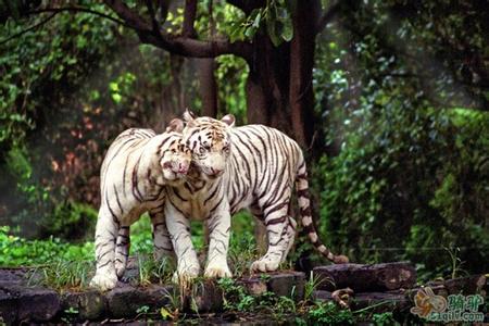 廣州番禺長隆野生動物世界全新羊園、廣州嶺南印象園、花城廣場歡樂二天