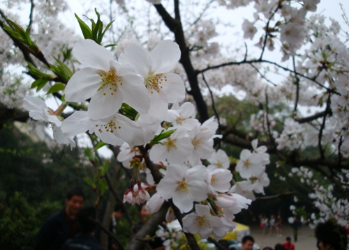 神農(nóng)架祭壇、天生橋、武當(dāng)山、李煥英拍攝地、古隆中、夜游唐城雙飛5日游